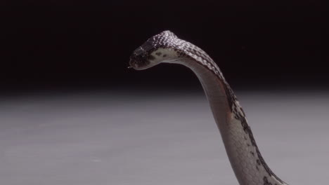 Slow-motion-Cobra-spitting-venom