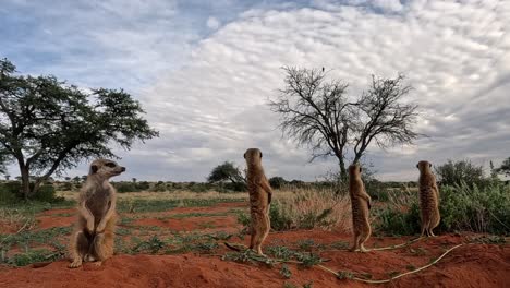 Close-up-of-meerkats-standing-upright-and-alert-at-their-burrow-in-the-Southern-Kalahari