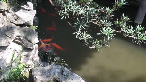 Yellow-and-red-koi-fish-called-nishikigoi-in-a-pond-behind-a-rock