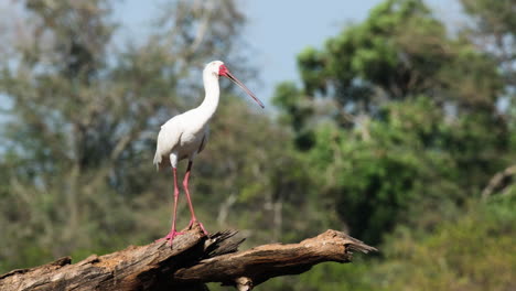 African-Spoonbill-Standing-On-Wood.-wide-shot