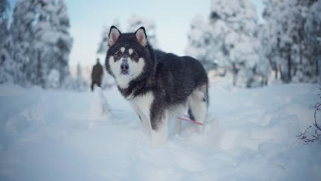 Perro-Mascota-Malamute-De-Alaska-De-Pie-En-La-Nieve-Profunda---Cerrar