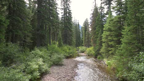Two-Medicine-Creek-running-between-pine-trees-into-Two-Medicine-Lake-in-Glacier-National-Park,-static