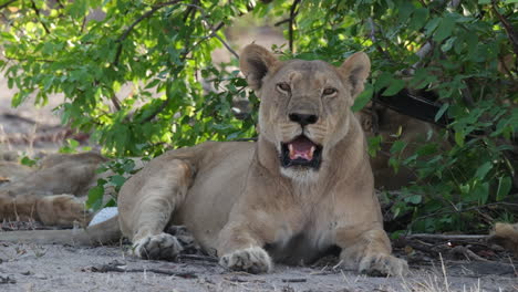 Lion-Resting-Among-Bushes---Close-Up-Shot