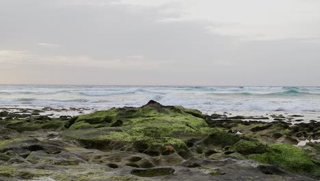 Wunderschöne-Filmische-Küstenszene-Am-Morgen-Mit-Algen-Auf-Felsen,-Rollenden-Wellen-Und-Rosafarbenem-Himmel-Auf-Der-Insel-Porto-Santo-In-Portugal.-Statische-Aufnahme-Mit-50-Bildern-Pro-Sekunde