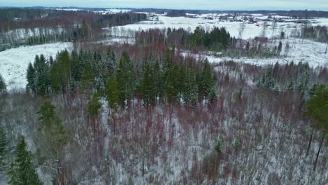 Aerial-Panoramic-Drone-Above-Frozen-Meadow,-Pine-Forest-in-Countryside-Skyline