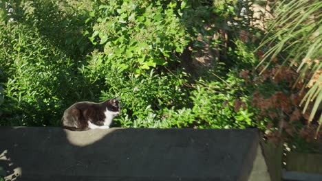 Die-Schwarz-weiße-Katze-Sitzt-In-Der-Nachmittagssonne-Auf-Dem-Dach-Eines-Schuppens