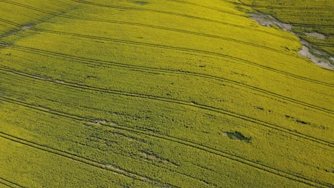 Ländliche-Landwirtschaftliche-Felder-Im-Zeitigen-Frühjahr-Mit-Einem-Blühenden-Rapsfeld