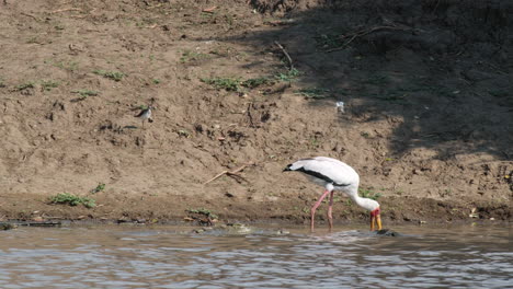Yellow-billed-Stork-Foraging-In-Flowing-River-Next-To-Nile-Crocodile-Immersed-In-The-Water