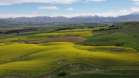 Field-of-bright-yellow-canola-flowers-and-snow-capped-mountain-in-the-background