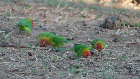 Flock-Of-Fischer's-Lovebirds-Foraging-On-The-Ground-In-Africa
