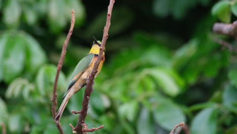 Pequeño-Pájaro-Abejaruco-Sentado-En-Un-árbol-En-El-Bosque-Africano