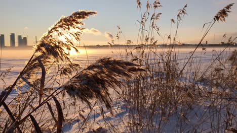 Trockenes-Schilf-In-Wunderschöner-Winterlandschaft-Bei-Sonnenuntergang,-Goldener-Moment