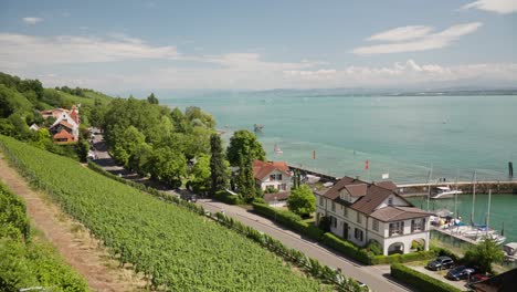 Lush-vineyard-sloping-down-to-a-quaint-town-by-the-serene-Lake-Constance,-under-a-clear-blue-sky
