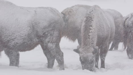 Group-of-European-bison-standing-in-snowy-field-as-snow-flurries-down,-telephoto