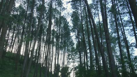 Luftneigung-Nach-Unten-Und-Rückwärts-Gerichtete-Aufnahme-Von-Dichten-Waldbäumen