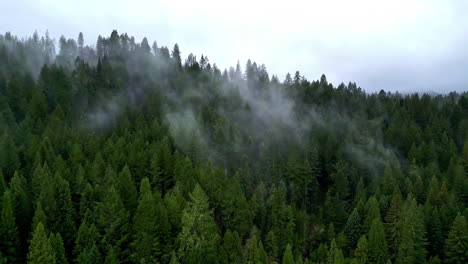 Aerial-Drone-Above-Cloudy-Foggy-Sky-Over-Pine-Tree-Peaks,-Lush-Dark-Green-Forest