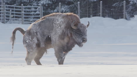 European-bison-bull-in-white-snowy-field-squats-down-to-defecate,-profile-shot