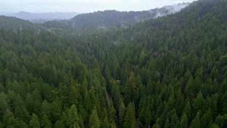 Aerial-shot-of-a-thick-pine-forest-and-nature-with-low-clouds-and-hills-in-the-landscape