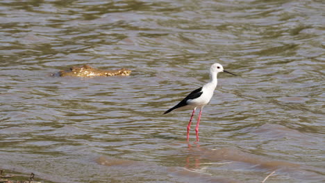 Black-winged-Stilt-And-Nile-Crocodile-In-African-River