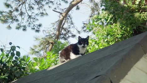 Black-and-White-Cat-Looks-into-Camera-on-Shed,-Afternoon-Sun