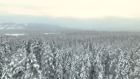 Neblige,-Verschneite-Bäume-Am-Pyhajarvi-See-Im-Winter-In-Tampere,-Finnland
