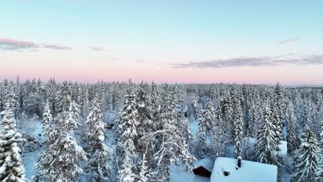 Horizonte-Rosado-Del-Amanecer-En-El-Bosque-Nevado-En-El-Parque-Nacional-Pyha-Luosto-En-La-Laponia-Finlandesa,-Finlandia