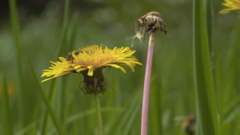 Golden-dandelion-in-bloom,-up-close-bee-pollinating-in-rural-field