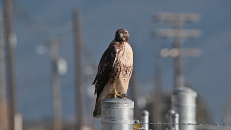 Nature's-Beauty:-Red-Tailed-Hawk-Perched-in-Golden-Light