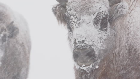 Closeup-view-on-white-European-bison-face-covered-in-snow,-winter-snowfall