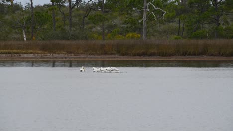 White-pelicans-in-a-tight-formation-eating-fish-and-other-shorebirds-flying-by