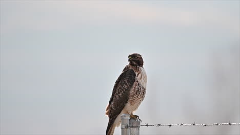 Country-Guardian:-Red-Tailed-Hawk-Stands-Watch-on-Metal-Fence