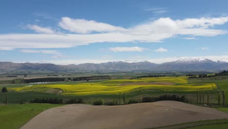 Leuchtend-Gelbe-Felder-Mit-Blühendem-Raps-Vor-Einer-Grünen-Weide-Und-Einem-Berghintergrund