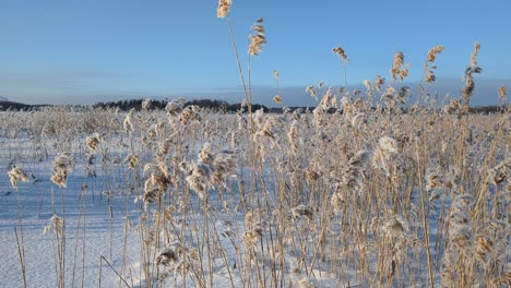 Winter-landscape-with-frosty-reeds,-frozen-sea-on-winter-day