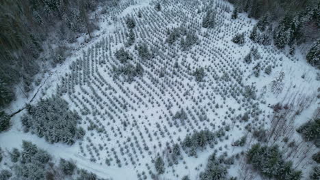 Aerial-shot-Fly-over-a-snowy-pine-forest-clearing-seen-from-above,-Slow-Winter