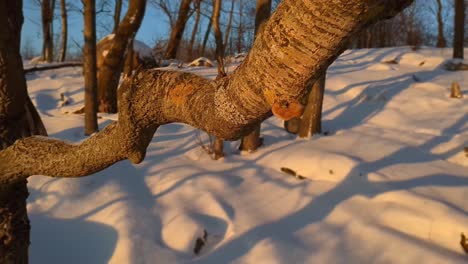 Crooked-tree-branch-in-winter-forest-close-up,-sustainable-environment