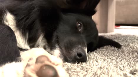 Cozy-Canine-Rest:-Dog-Lying-on-Carpet