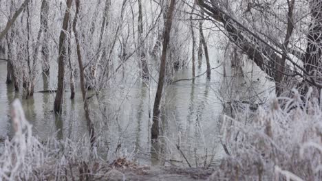 Ducks-On-Danube-River-Through-Snowy-Forest-In-Galati,-Romania-During-Winter
