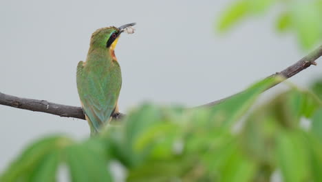 Little-Bee-eater-On-Tree-Branch-With-Prey-In-Its-Beak