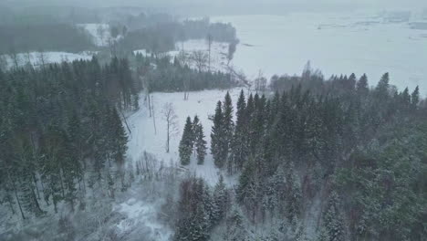 Wunderschöne-Luftaufnahme-Des-Schnees,-Der-über-Einen-Naturwald-Und-Hohe-Kiefern-Fällt