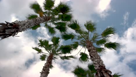 A-Sliding-Time-Lapse-looking-up-a-Florida-Palm-Tree,-this-Time-Lapse-has-vertical-movement-and-the-Clouds-rushing-up-above
