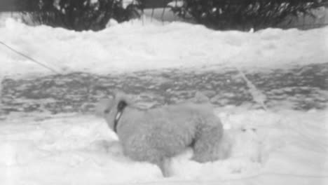 White-Wire-Fox-Terrier-Dog-Enjoys-a-Walk-Around-the-Neighborhood-in-Winter