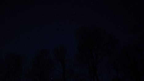 Star-Trails-Timelapse-with-Tree-Silhouettes-Against-the-Night-Sky