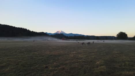 Glide-across-a-foggy-field-of-cattle-grazing-on-a-farm-near-the-base-of-Mt