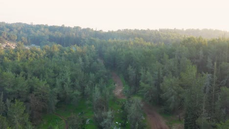 Aerial-view-of-forest-at-sunrise