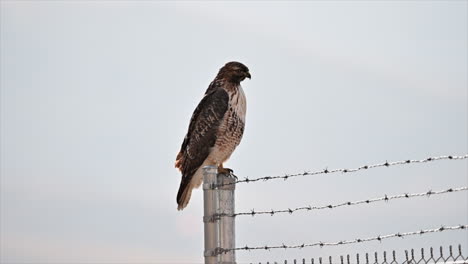 Hunter's-Gaze:-Red-Tailed-Hawk-Scans-From-Metal-Perch