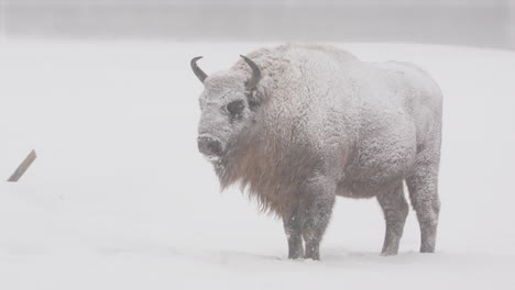 European-wood-bison-stands-in-white-snow-covered-landscape,-profile
