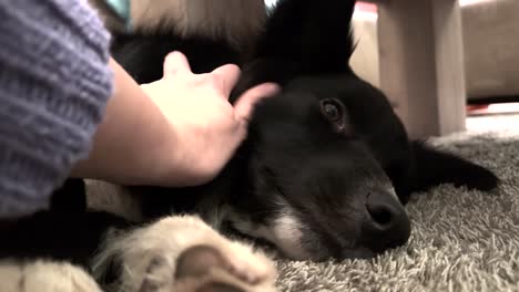 -Comforting-Affection:-Dog-Being-Petted-on-Carpet