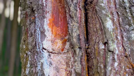 Dried-tree-sap-on-tree-trunks-that-have-had-their-bark-peeled-off