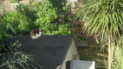 Black-and-White-Cat-Sits-on-Shed-Rooftop-in-Afternoon-Sun