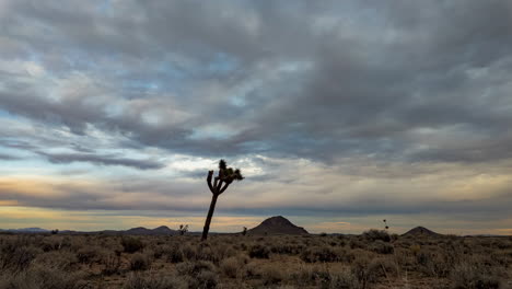 Árbol-De-Joshua-Parado-Solo-Bajo-Un-Vasto-Cielo-Nublado-Al-Atardecer-En-El-Desierto-De-Mojave,-Timelapse